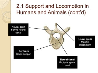 2.1 Support and Locomotion in
    Humans and Animals (cont’d)

Neural arch
Forms neural
   canal

                                       Neural spine
                                          Muscle
                                        attachment

      Centrum
    Gives support

                     Neural canal
                     Protects spinal
                          cord
 