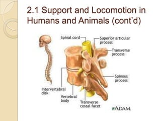 2.1 Support and Locomotion in
Humans and Animals (cont’d)
 
