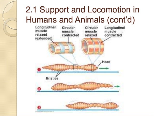 Locomotion and-support