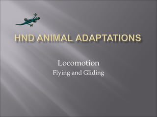 Locomotion Flying and Gliding 
