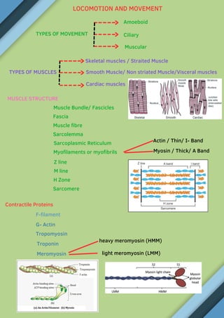 Actin / Thin/ I- Band
LOCOMOTION AND MOVEMENT
TYPES OF MOVEMENT
Amoeboid
Ciliary
Muscular
TYPES OF MUSCLES
Skeletal muscles / Straited Muscle
Smooth Muscle/ Non striated Muscle/Visceral muscles
Cardiac muscles
MUSCLE STRUCTURE
Muscle Bundle/ Fascicles
Fascia
Muscle fibre
Sarcolemma
Sarcoplasmic Reticulum
Myofilaments or myofibrils Myosin / Thick/ A Band
Z line
M line
H Zone
Sarcomere
Contractile Proteins
F-filament
G- Actin
Tropomyosin
Troponin
Meromyosin
heavy meromyosin (HMM)
light meromyosin (LMM)
 