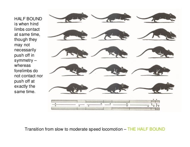 Animal Movements guide for animators by sumida