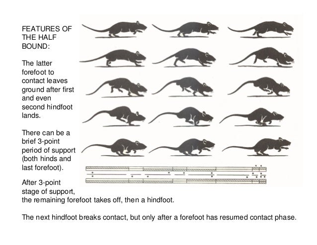 Animal Movements guide for animators by sumida