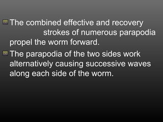 The combined effective and recovery
strokes of numerous parapodia
propel the worm forward.
The parapodia of the two sides work
alternatively causing successive waves
along each side of the worm.
 