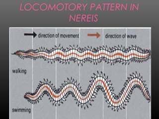 LOCOMOTORY PATTERN IN
NEREIS
 