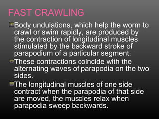 FAST CRAWLING
Body undulations, which help the worm to
crawl or swim rapidly, are produced by
the contraction of longitudinal muscles
stimulated by the backward stroke of
parapodium of a particular segment.
These contractions coincide with the
alternating waves of parapodia on the two
sides.
The longitudinal muscles of one side
contract when the parapodia of that side
are moved, the muscles relax when
parapodia sweep backwards.
 