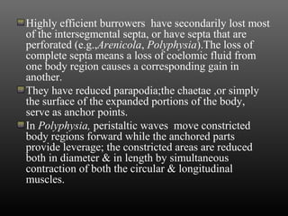 Highly efficient burrowers have secondarily lost most
of the intersegmental septa, or have septa that are
perforated (e.g.,Arenicola, Polyphysia).The loss of
complete septa means a loss of coelomic fluid from
one body region causes a corresponding gain in
another.
They have reduced parapodia;the chaetae ,or simply
the surface of the expanded portions of the body,
serve as anchor points.
In Polyphysia, peristaltic waves move constricted
body regions forward while the anchored parts
provide leverage; the constricted areas are reduced
both in diameter & in length by simultaneous
contraction of both the circular & longitudinal
muscles.
 
