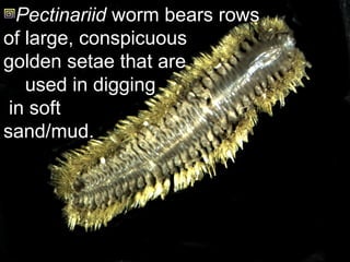 Pectinariid worm bears rows
of large, conspicuous
golden setae that are
used in digging
in soft
sand/mud.
 