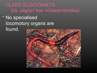 CLASS OLIGOCHAETA
(Gr.,oligos= few +chaete=bristles)
No specialised
locomotory organs are
found.
 