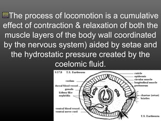The process of locomotion is a cumulative
effect of contraction & relaxation of both the
muscle layers of the body wall coordinated
by the nervous system) aided by setae and
the hydrostatic pressure created by the
coelomic fluid.
 