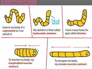 EARTHWORM
 