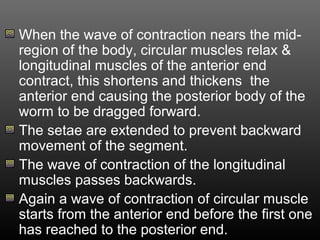 When the wave of contraction nears the mid-
region of the body, circular muscles relax &
longitudinal muscles of the anterior end
contract, this shortens and thickens the
anterior end causing the posterior body of the
worm to be dragged forward.
The setae are extended to prevent backward
movement of the segment.
The wave of contraction of the longitudinal
muscles passes backwards.
Again a wave of contraction of circular muscle
starts from the anterior end before the first one
has reached to the posterior end.
 