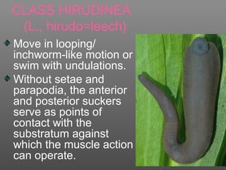 CLASS HIRUDINEA
(L., hirudo=leech)
Move in looping/
inchworm-like motion or
swim with undulations.
Without setae and
parapodia, the anterior
and posterior suckers
serve as points of
contact with the
substratum against
which the muscle action
can operate.
 