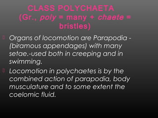  Organs of locomotion are Parapodia -
(biramous appendages) with many
setae.-used both in creeping and in
swimming.
 Locomotion in polychaetes is by the
combined action of parapodia, body
musculature and to some extent the
coelomic fluid.
CLASS POLYCHAETA
(Gr., poly = many + chaete =
bristles)
 