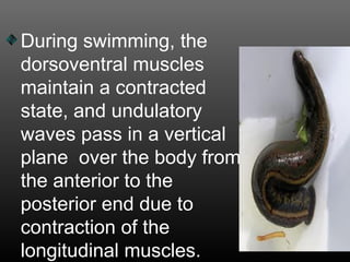 During swimming, the
dorsoventral muscles
maintain a contracted
state, and undulatory
waves pass in a vertical
plane over the body from
the anterior to the
posterior end due to
contraction of the
longitudinal muscles.
 