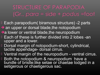  Each parapodium( biramous structure) -2 parts
 an upper or dorsal blade,the notopodium
a lower or ventral blade,the neuropodium
 Each of these is further divided into 2 lobes -an
upper and a lower.
 Dorsal margin of notopodium-short, cylindrical,
tactile appendage- dorsal cirrus.
 Ventral margin of the neuropodium - ventral cirrus.
 Both the notopodium & neuropodium have a
bundle of bristle;like setae or chaetae lodged in a
setigerous or chaetigerous sac.
 
