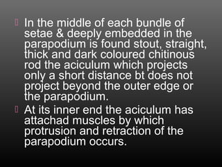  In the middle of each bundle of
setae & deeply embedded in the
parapodium is found stout, straight,
thick and dark coloured chitinous
rod the aciculum which projects
only a short distance bt does not
project beyond the outer edge or
the parapodium.
 At its inner end the aciculum has
attachad muscles by which
protrusion and retraction of the
parapodium occurs.
 