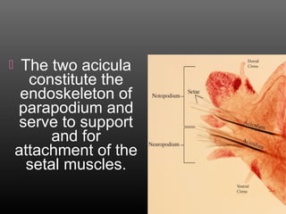 The two acicula
constitute the
endoskeleton of
parapodium and
serve to support
and for
attachment of the
setal muscles.
 
