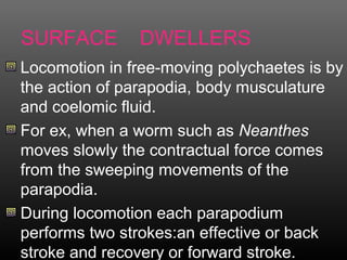 SURFACE DWELLERS
Locomotion in free-moving polychaetes is by
the action of parapodia, body musculature
and coelomic fluid.
For ex, when a worm such as Neanthes
moves slowly the contractual force comes
from the sweeping movements of the
parapodia.
During locomotion each parapodium
performs two strokes:an effective or back
stroke and recovery or forward stroke.
 