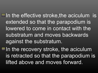 In the effective stroke,the aciculum is
extended so that the parapodium is
lowered to come in contact with the
substratum and moves backwards
against the substratum.
In the recovery stroke, the aciculum
is retracted so that the parapodium is
lifted above and moves forward.
 