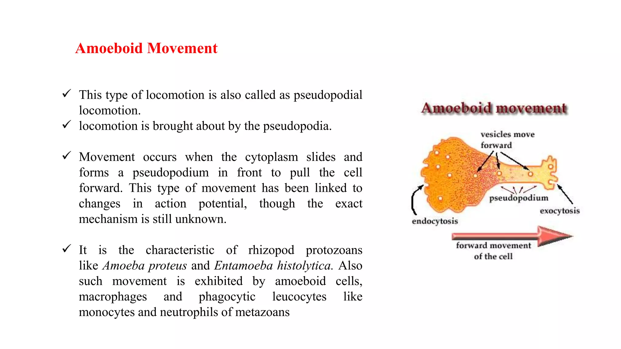 locomotion in protozoa.pptx