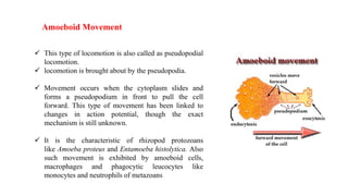 locomotion in protozoa.pptx