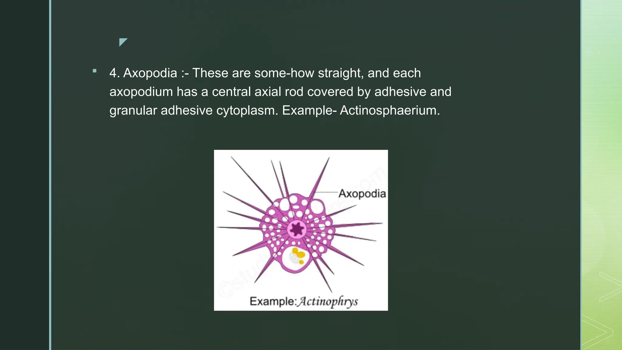 Different methods of Locomotion in Protozoa.pptx