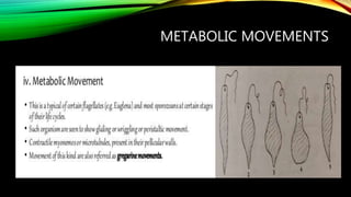Locomotion in protozoa sj | PPTX