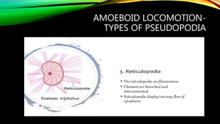 Locomotion in protozoa sj | PPTX