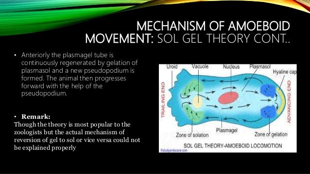Locomotion In Protozoa Sj