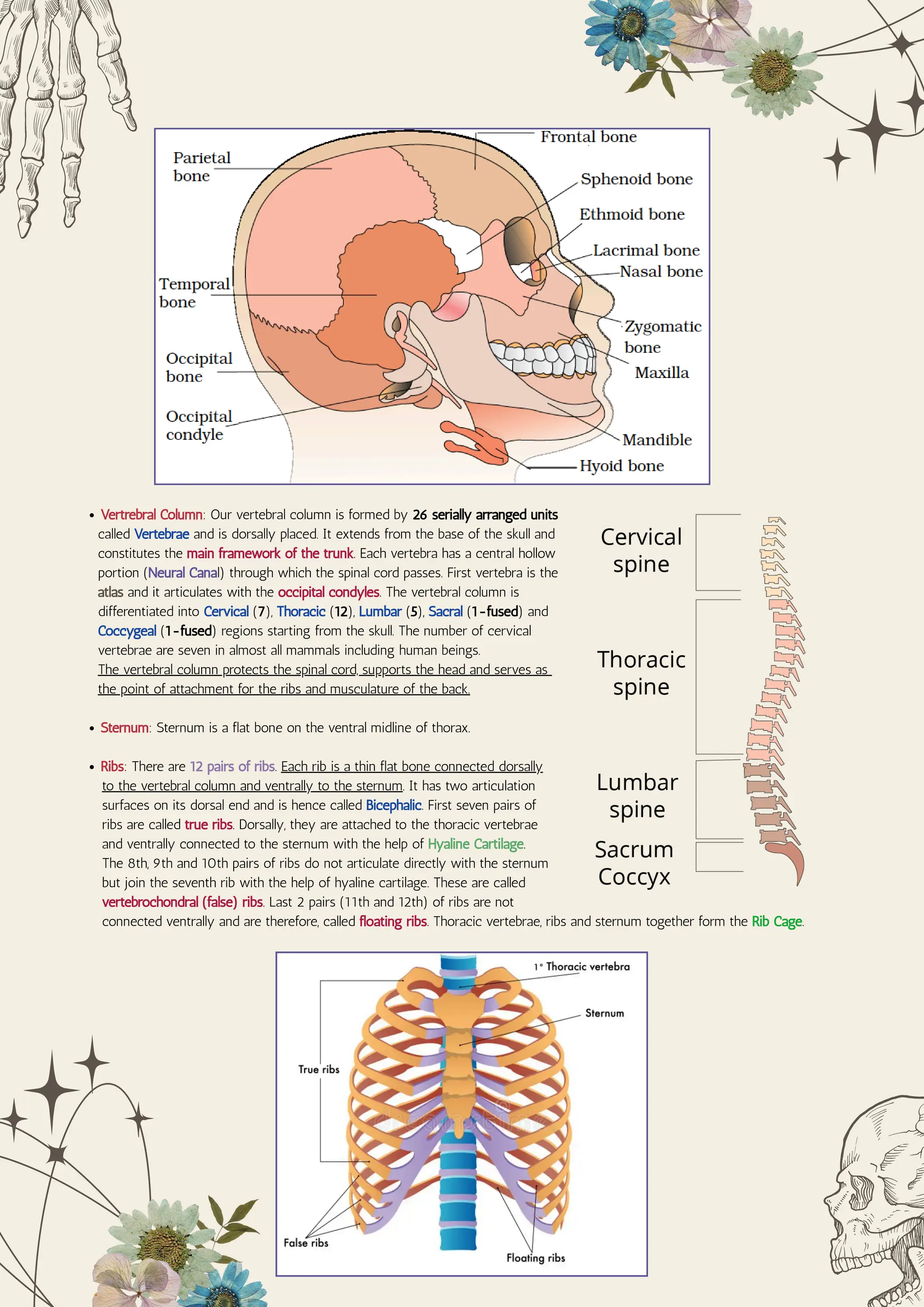 Locomotion and Movement Class 11th CBSE NCERT | PDF