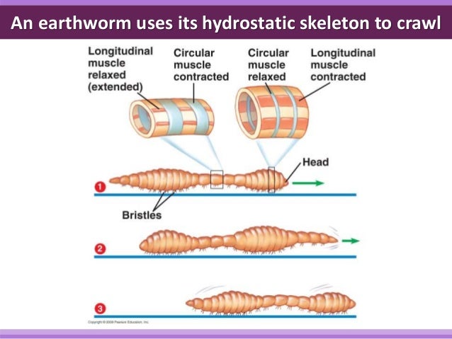 earthworm locomotion diagram biology form 5 chapter 2 locomotion support 2 1 part 1 earthworm locomotion diagram biology form 5 chapter 2 locomotion support 2 1 part 1