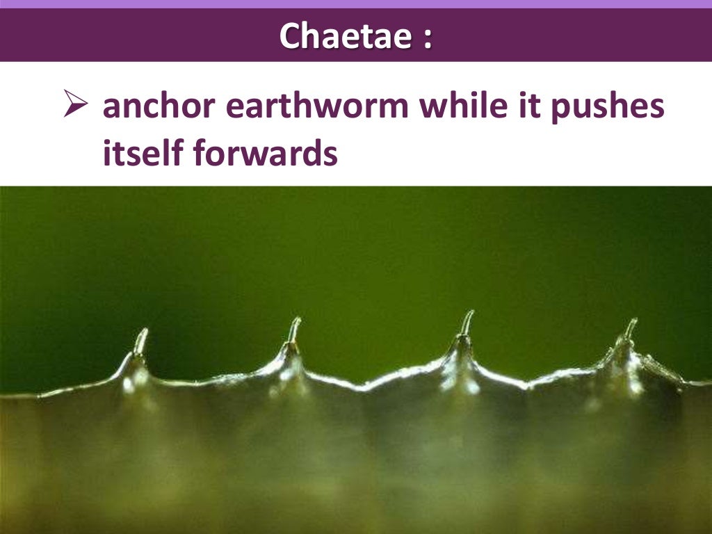 Biology Form 5 Chapter 2 - Locomotion & support : 2.1 Part 1