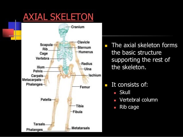 Biology Form 5 Chapter 2 Locomotion Support 2 1 Part 1