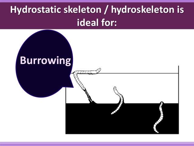 What is a hydrostatic skeleton?