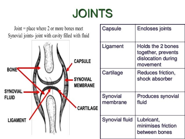 Biology Form 5 Chapter 2 Locomotion Support 2 1 Part 2