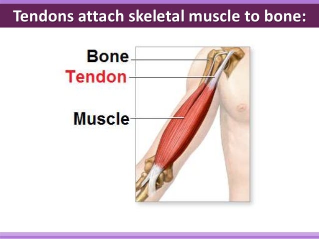 Biology Form 5 Chapter 2 - Locomotion & support : 2.1 Part 2