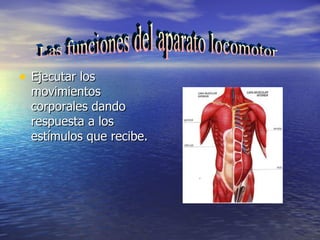 • Ejecutar los
  movimientos
  corporales dando
  respuesta a los
  estímulos que recibe.
 