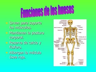 • Sirven para soporte
    los músculos.
•   Mantienen la postura
    corporal.
•   Reserva de calcio y
    fósforo.
•   Albergan la médula
    ósea roja.
 