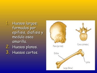 1. Huesos largos;
     formados por
     epifisis, diafisis y
     medula osea
     amarilla.
2.   Huesos planos.
3.   Huesos cortos.
 