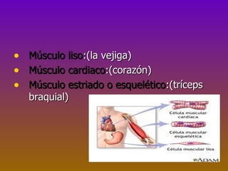 •   Músculo liso:(la vejiga)
•   Músculo cardiaco:(corazón)
•   Músculo estriado o esquelético:(tríceps
    braquial)
 