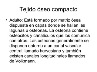 Tejido óseo compacto
• Adulto: Está formado por matriz ósea
dispuesta en capas donde se hallan las
lagunas u osteonas. La osteona contiene
osteocitos y canalículos que los comunica
con otros. Las osteonas generalmente se
disponen entorno a un canal vascular
central llamado harvesiano y también
existen canales longitudinales llamados
de Volkmann.
 