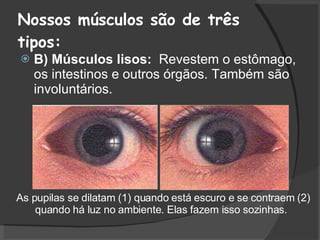 Nossos músculos são de três tipos: B) Músculos lisos:  Revestem o estômago, os intestinos e outros órgãos. Também são involuntários.  As pupilas se dilatam (1) quando está escuro e se contraem (2) quando há luz no ambiente. Elas fazem isso sozinhas.  