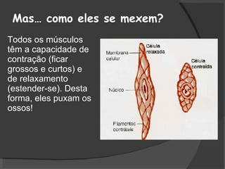 Mas… como eles se mexem? Todos os músculos têm a capacidade de contração (ficar grossos e curtos) e  de relaxamento  (estender-se). Desta forma, eles puxam os ossos!  Bíceps relaxado Tríceps contraído 