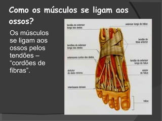Como os músculos se ligam aos ossos? Os músculos se ligam aos ossos pelos tendões – “cordões de fibras”. 