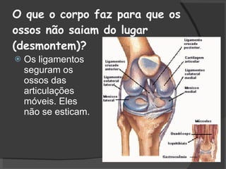 O que o corpo faz para que os ossos não saiam do lugar (desmontem)? Os ligamentos seguram os ossos das articulações móveis. Eles  não se esticam. 