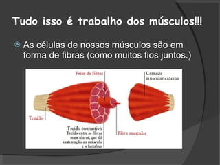 Tudo isso é trabalho dos músculos!!! As células de nossos músculos são em forma de fibras (como muitos fios juntos.) 