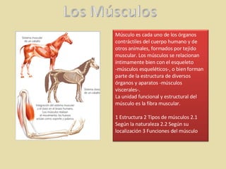 Músculo es cada uno de los órganos contráctiles del cuerpo humano y de otros animales, formados por tejido muscular. Los músculos se relacionan íntimamente bien con el esqueleto -músculos esqueléticos-, o bien forman parte de la estructura de diversos órganos y aparatos -músculos viscerales-. La unidad funcional y estructural del músculo es la fibra muscular. 1 Estructura 2 Tipos de músculos 2.1 Según la naturaleza 2.2 Según su localización 3 Funciones del músculo 