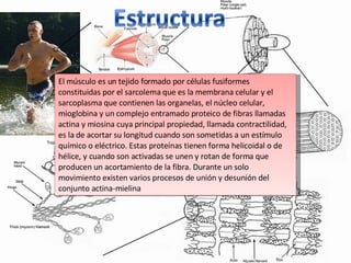 El músculo es un tejido formado por células fusiformes constituidas por el sarcolema que es la membrana celular y el sarcoplasma que contienen las organelas, el núcleo celular, mioglobina y un complejo entramado proteico de fibras llamadas actina y miosina cuya principal propiedad, llamada contractilidad, es la de acortar su longitud cuando son sometidas a un estímulo químico o eléctrico. Estas proteínas tienen forma helicoidal o de hélice, y cuando son activadas se unen y rotan de forma que producen un acortamiento de la fibra. Durante un solo movimiento existen varios procesos de unión y desunión del conjunto actina-mielina 