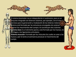 El sistema locomotor no es independiente ni autónomo, pues es un conjunto integrado con diversos sistemas, por ejemplo, con el sistema nervioso para la generación y modulación de las órdenes motoras. Este sistema está formado por las estructuras encargadas de sostener y originar los movimientos del cuerpo y lo constituyen dos sistemas. Sistema óseo:  Es el elemento pasivo, está formado por los huesos, los cartílagos y los ligamentos articulares.  Sistema muscular:  Formado por los músculos los cuales se unen a los huesos y por lo tanto al contraerse provocan el movimiento del cuerpo. 